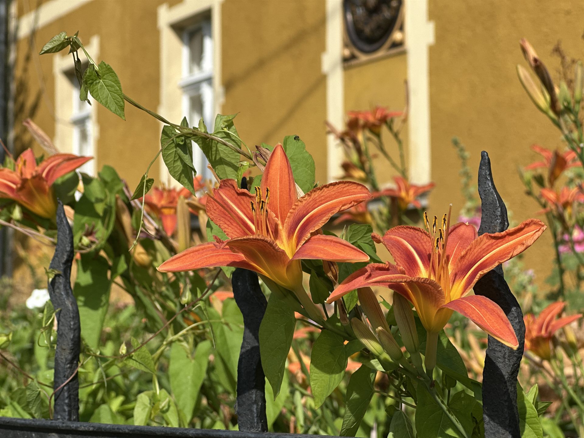 Orange daylilies in front of the facade of Domstolat