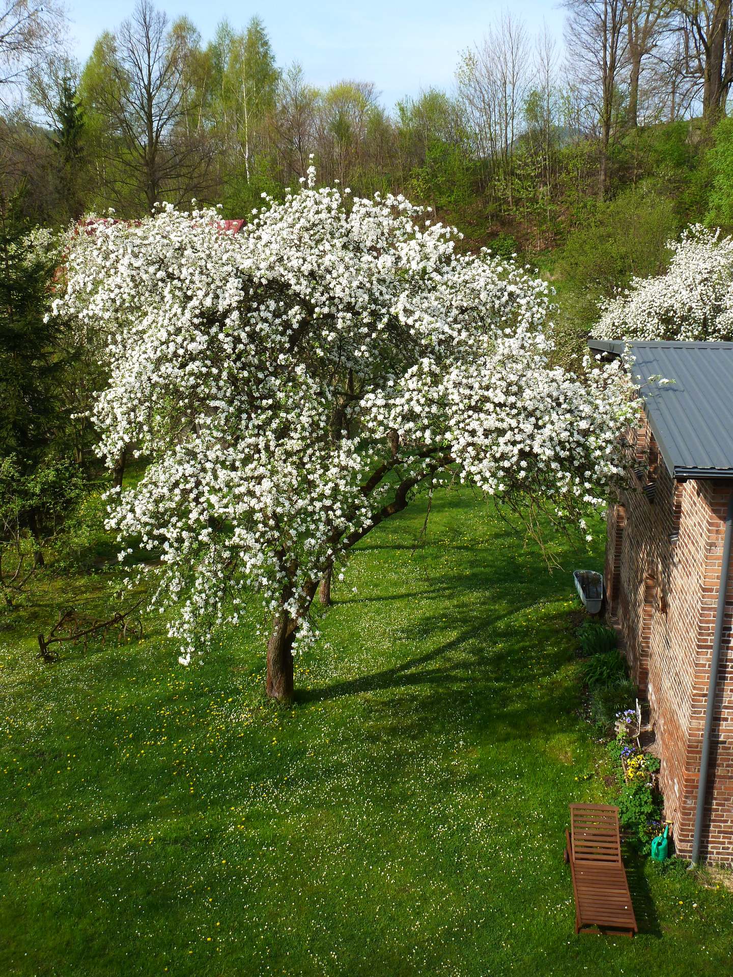 Apple tree in full blossom in the garden at Domstolat in spring