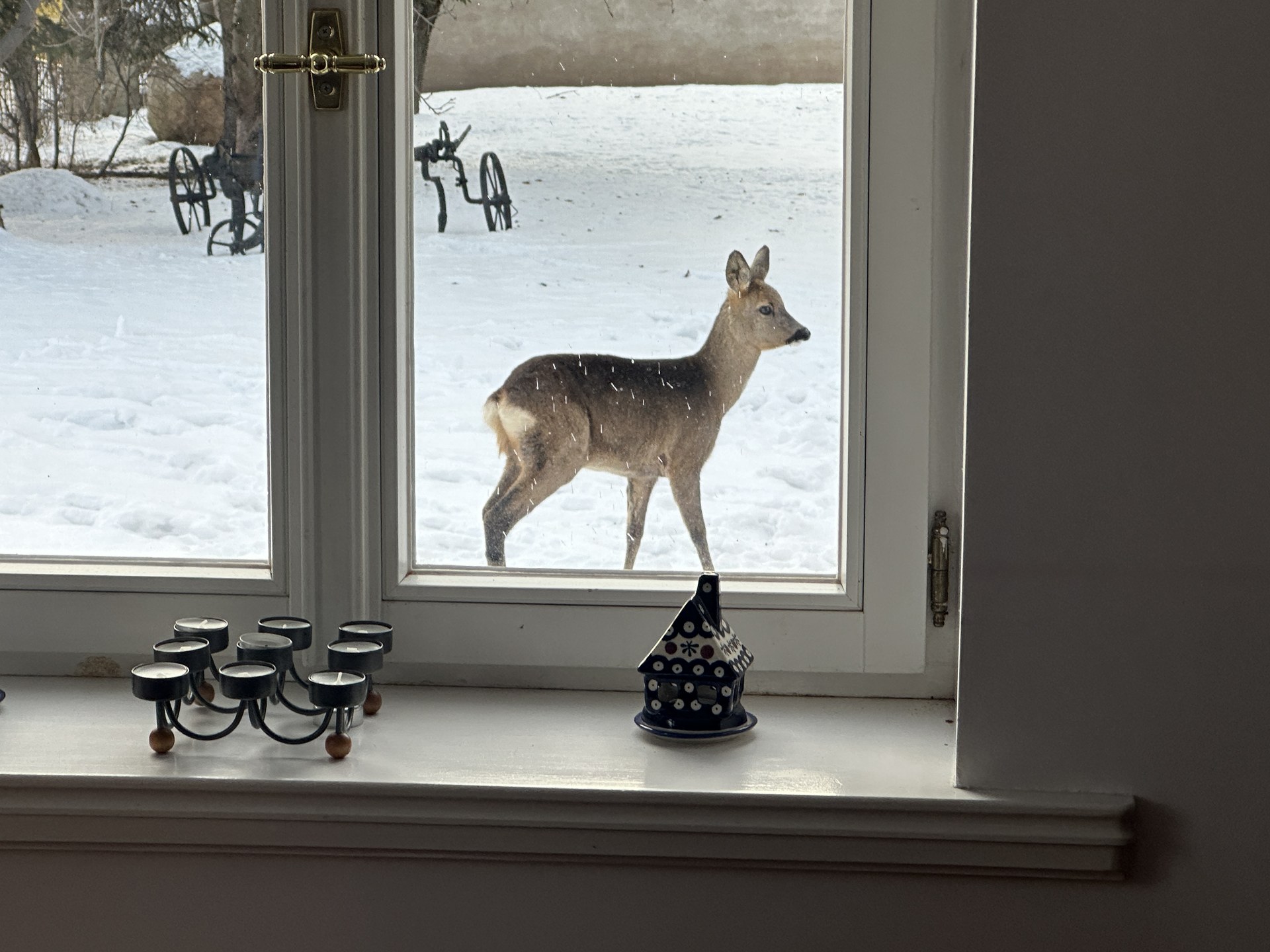 A roe deer in the snowy garden, seen from a window at Domstolat